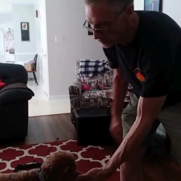 Penny's Progress Penny is a Rescued 4 year old mini poodle.