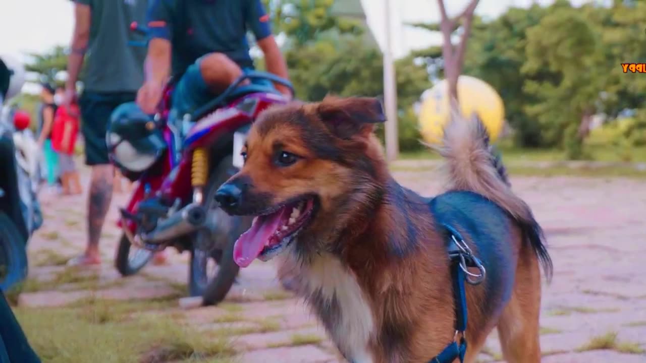 Animal Footage - Dogs and Puppies Beautiful Scenes Episode 1 | Viral Dog Puppy