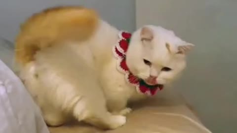 #cute cat#shorts