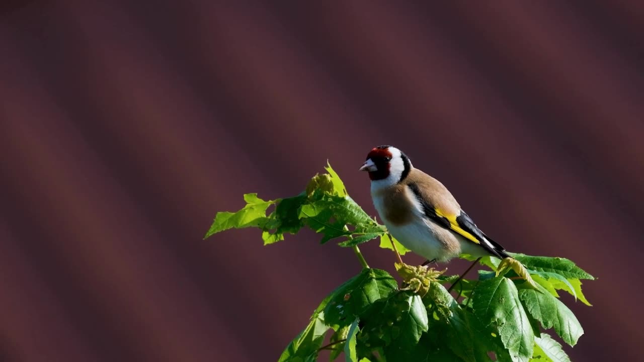 beautiful forest birds