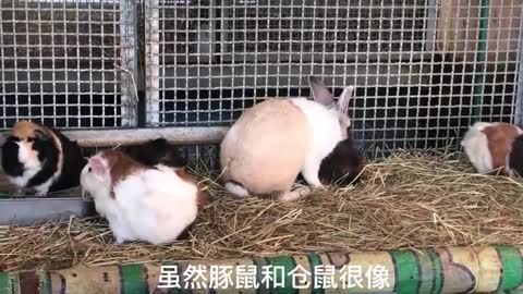 The rabbit and its friends