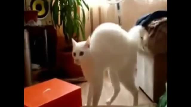 Funniest Animal - Best of funny cats #2