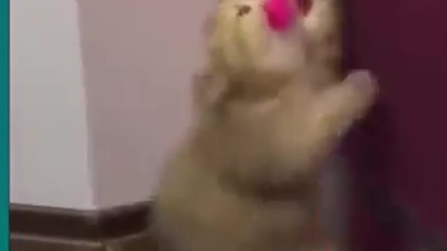 Cat - I want I want / Gato - Eu quero eu quero #Shorts