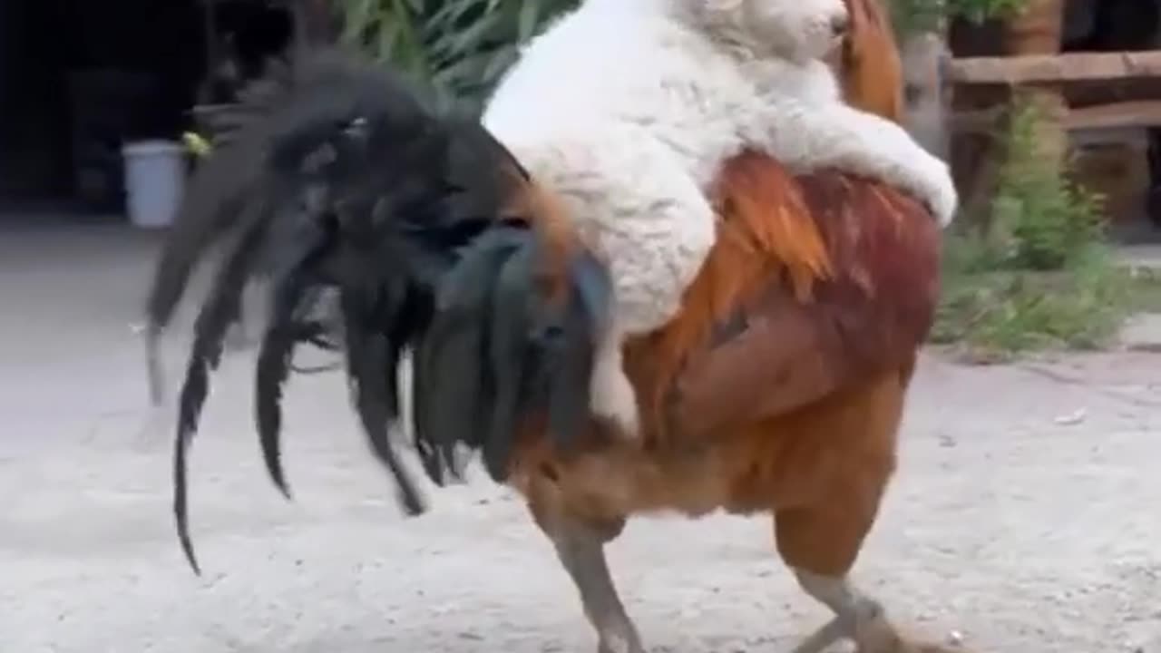 Dog and Hen Friendship video