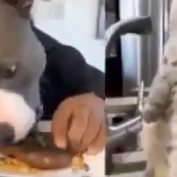 Kittens & Pups-Cutest 2021-Hilariously Cute 4