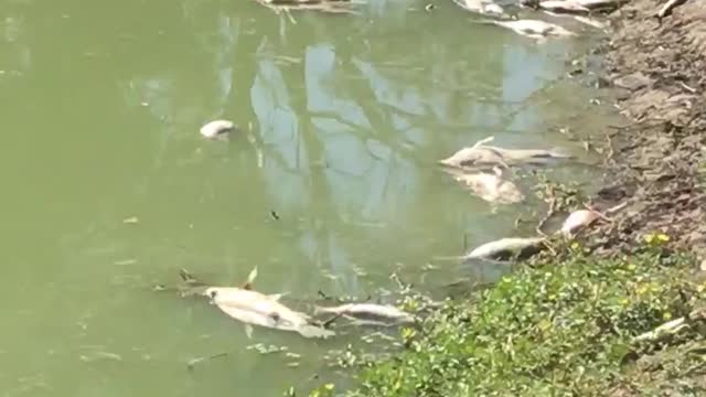 Mass Fish Casualties Due to Mismanaged River