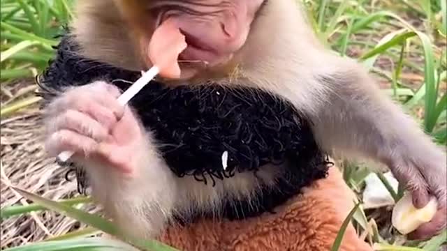 Monkey eats lollipop