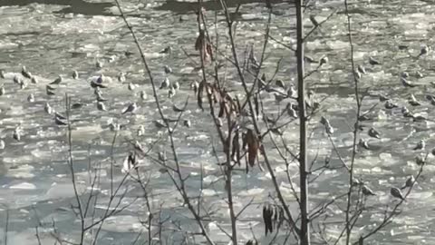 الجليد في هانوفر Eis in Hannover, gefrorenes حيواناتWasser