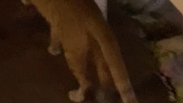 Cat walking