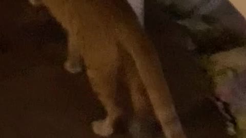 Cat walking