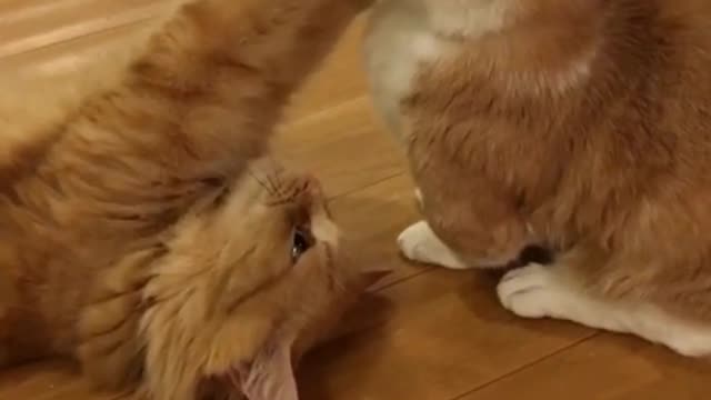 They are playful and playful