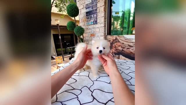 CUTE TEACUP Puppies compilation #2