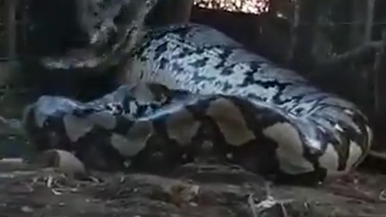 Giant Snake