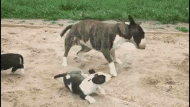 Dog freaking gif video