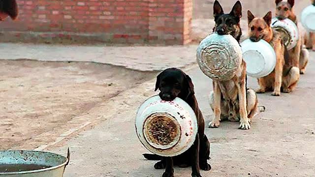 Best Trained and Disciplined Dogs in the World