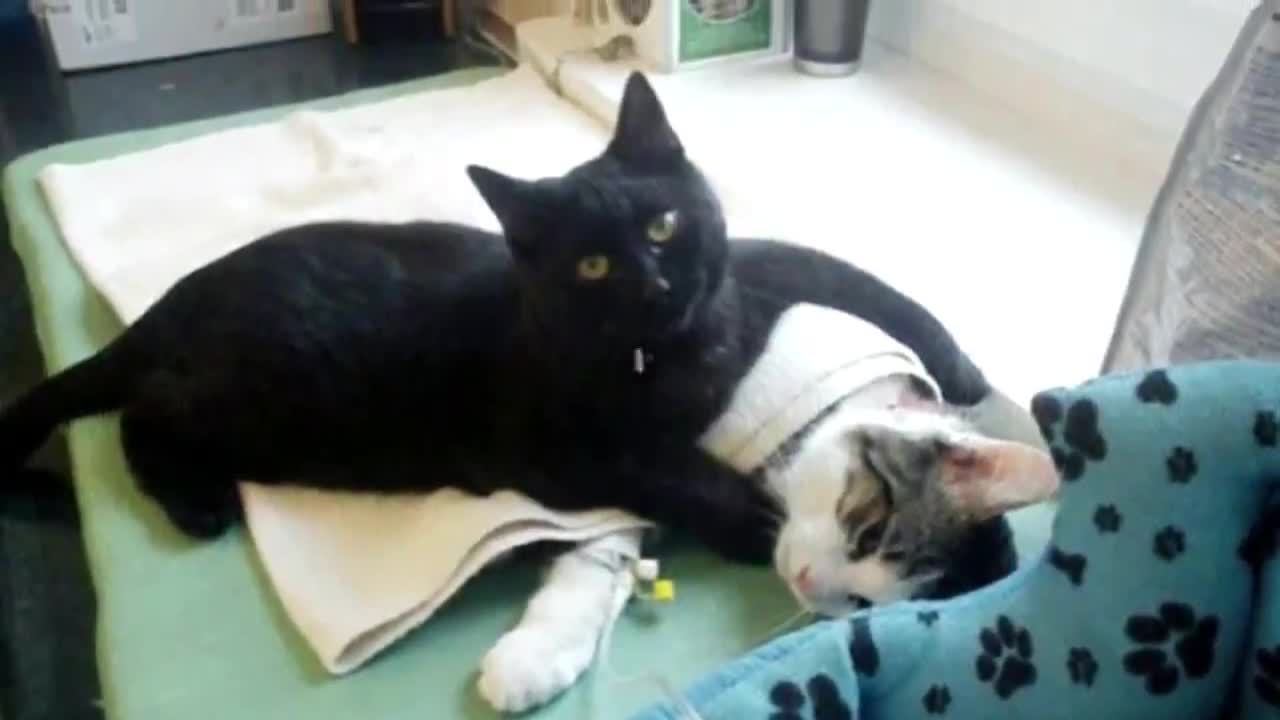 Loving Nurse Cat From Poland Gently Looks After Other Animals At Animal Shelter