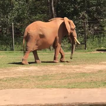Elephants at the Zoo