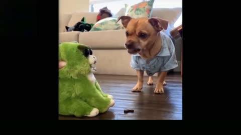 Toy and dog quarrel