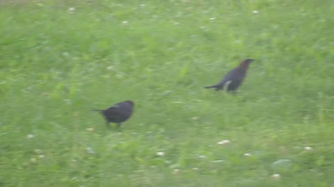 54 Toussaint Wildlife - Oak Harbor Ohio - Brown Headed Cowbird