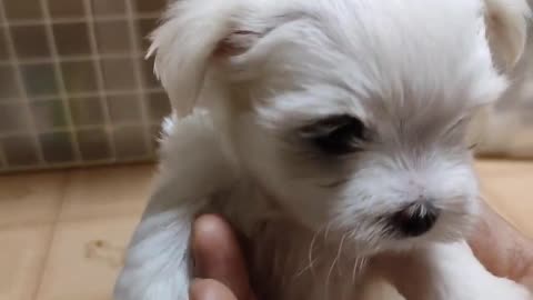 Maltese puppy