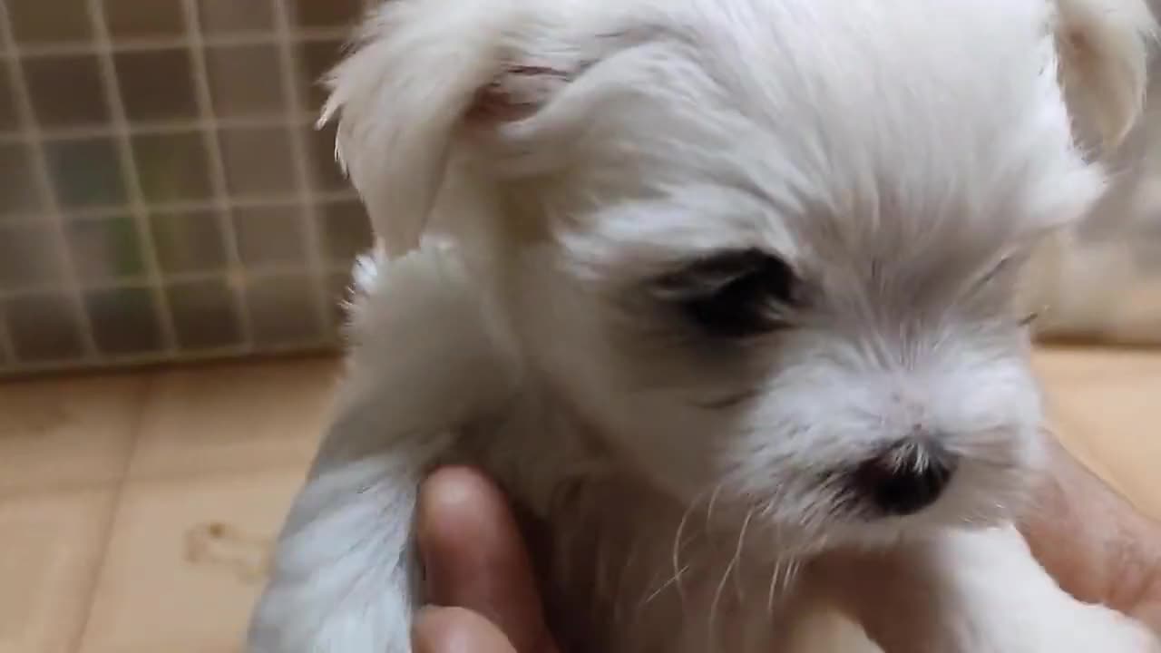 Maltese puppy