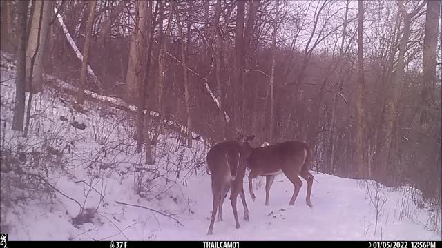 Scrapping bucks Early January