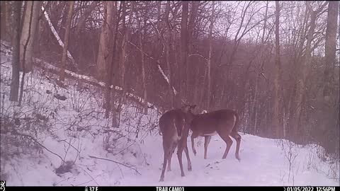 Scrapping bucks Early January