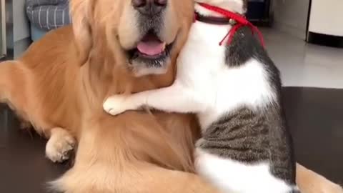 Cat and Dog are Love each one