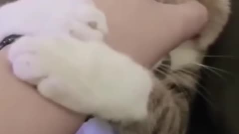 Funny Cat Video