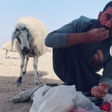 Animal steals food lol 😂