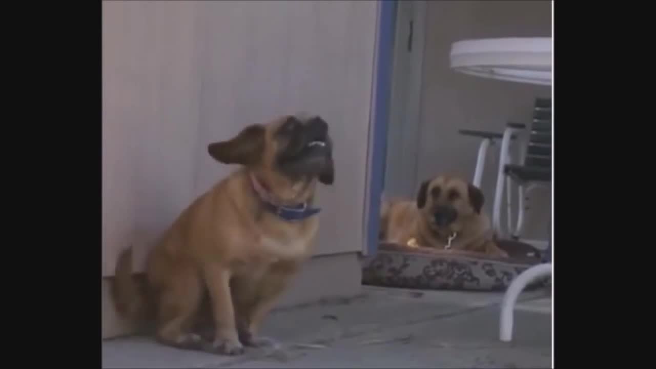 Videos funny animals, funny cats, funny, funny dogs, funny animals kkk