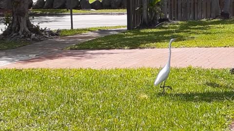 Swan In Florida Nature