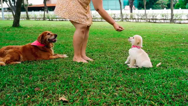 How to Make a Woman Feel Appreciated: Watch This Woman Feed a Puppy for a Change!