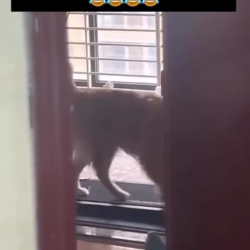 When your pets want to show you their random skills