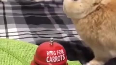 Watch what the rabbit get after its rang a bell