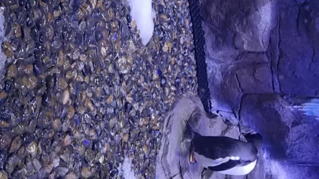 Penguin cove Dubai Mall