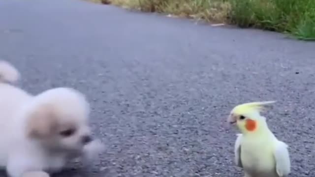 Best Dog Video 🦜🦜🦜🦜🦜