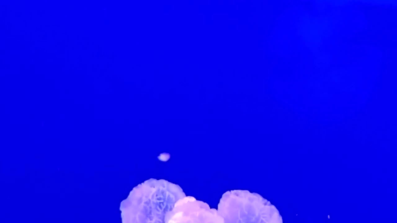 Jellyfish Underwater