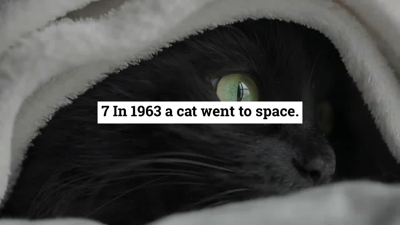 10 Fast Facts About Cats