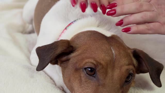 dog-lying-on-bed-while-getting-a-massage
