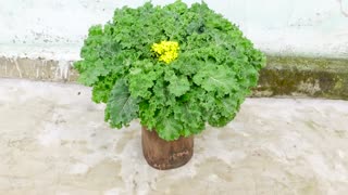 Growing the king of vegetables at home provide for the family, easy and fast harvest