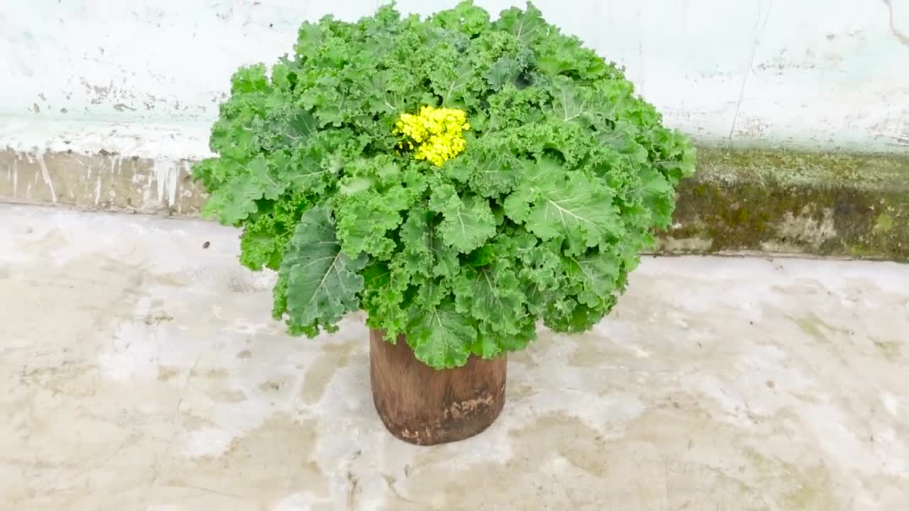 Growing the king of vegetables at home provide for the family, easy and fast harvest