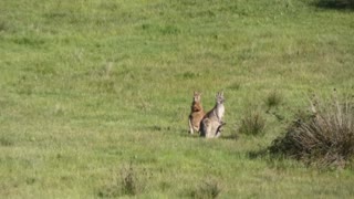 Kangaroos Broadford Melbourne Australia