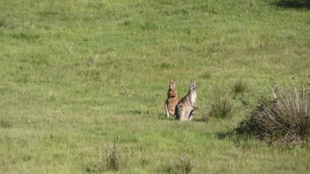 Kangaroos Broadford Melbourne Australia