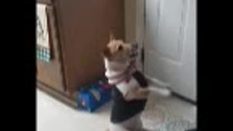 Praying Dog Says Amen