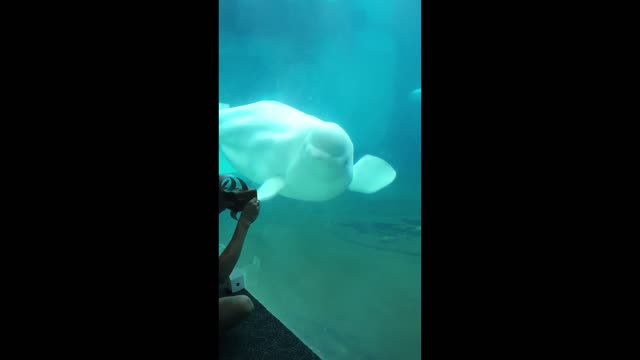 Beluga Whale dances along to music box