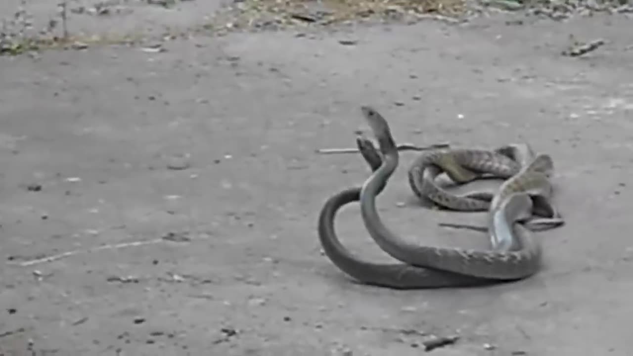 This Is Why the King Cobra Hates Other Snakes