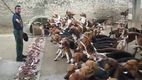 DOG / PETS TRAINING