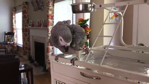 Funny Parrots Going Crazy - Funniest Parrots Compilation 2020p3