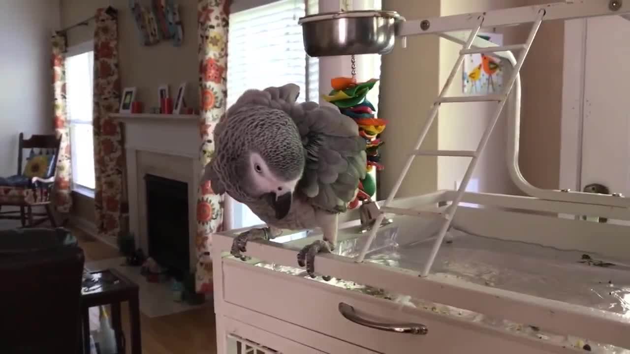Funny Parrots Going Crazy - Funniest Parrots Compilation 2020p3
